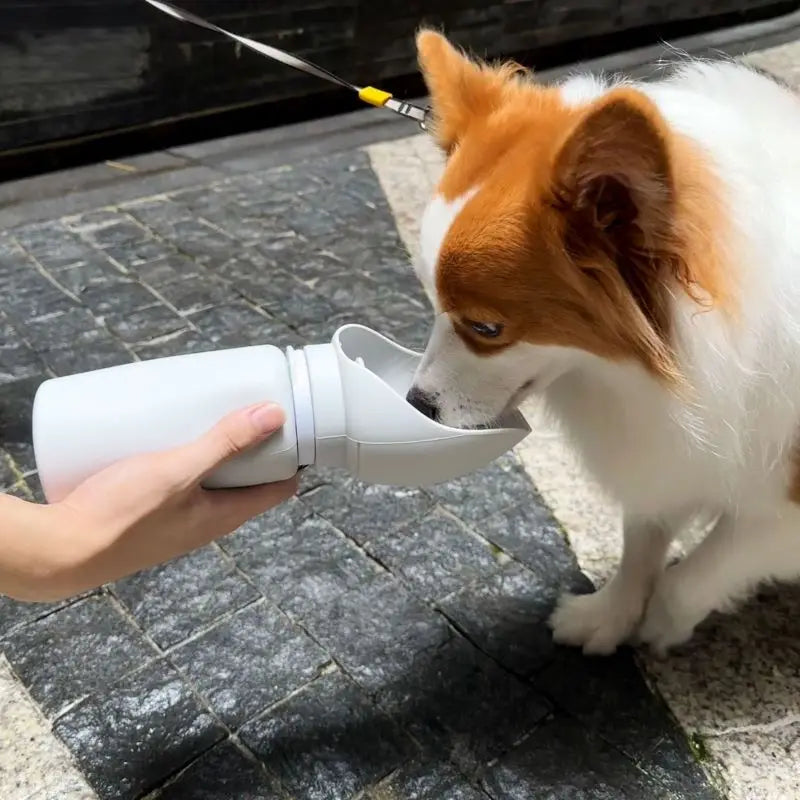 AquaBuddy
